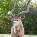 Kudu